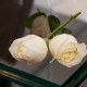 Servizio-fotografico-matrimonio-low-cost-due rose gialle incrociate poste su di un tavolo in cristallo