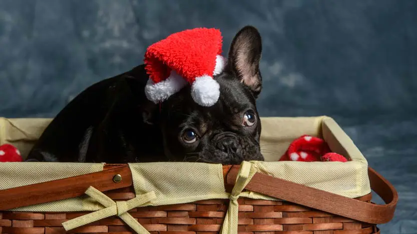 Espressione curiosa di un cucciolo di buldog francese