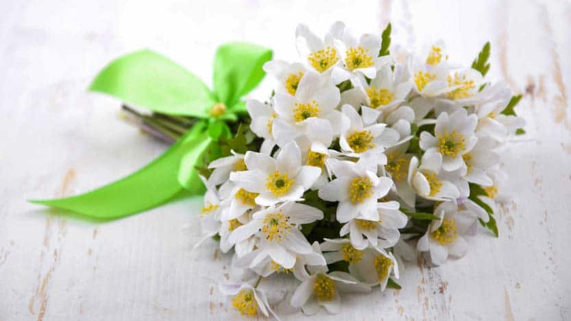 Bouguet di gelsomino